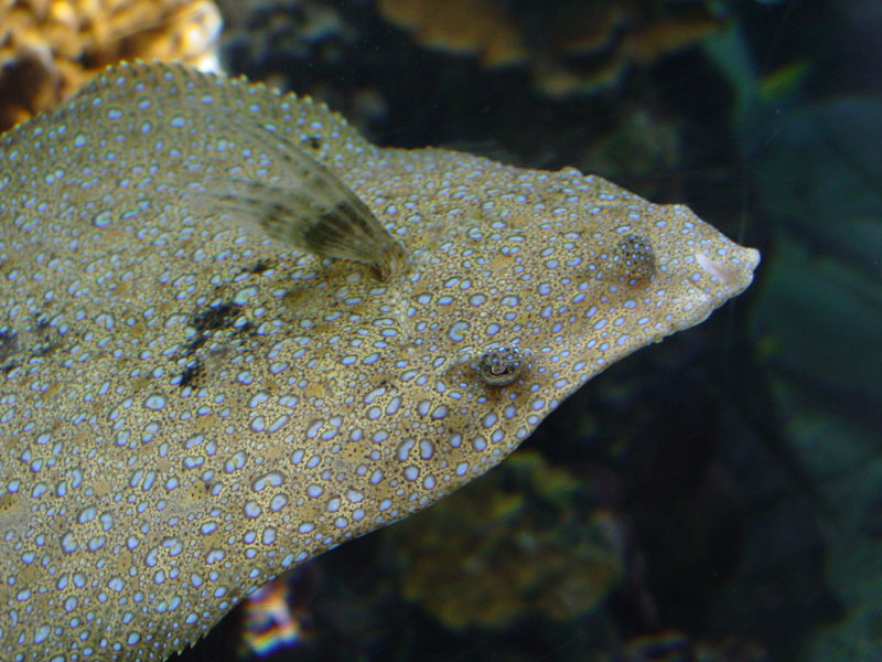 file_fish