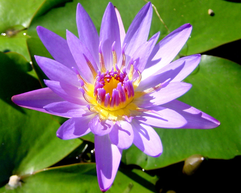 lilly2_10x8e