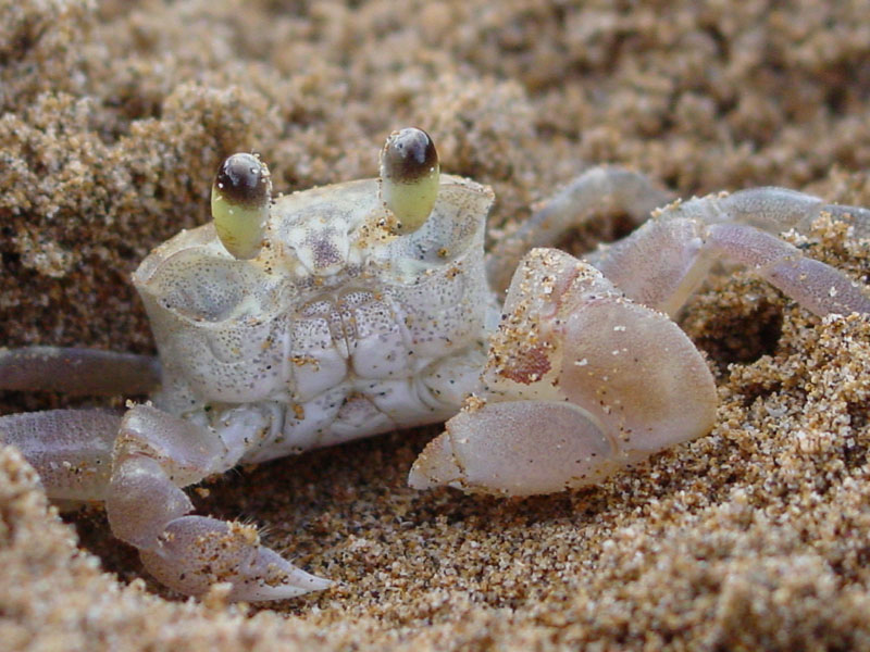 maui_sand_crab