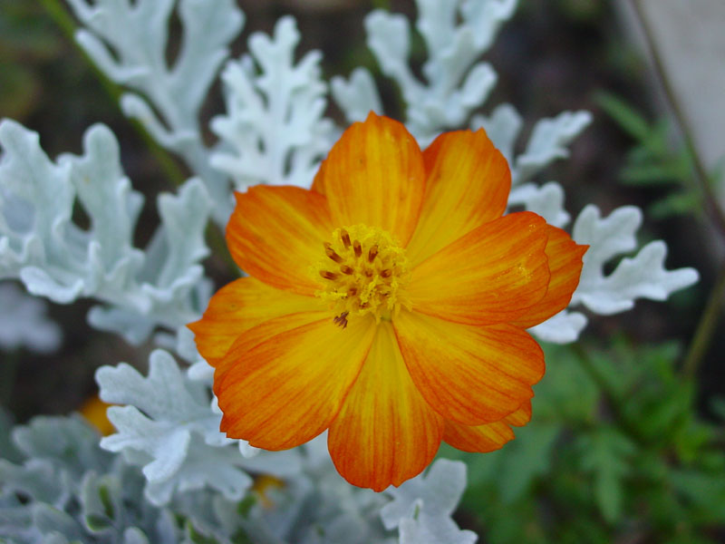 orange_flower_on_white