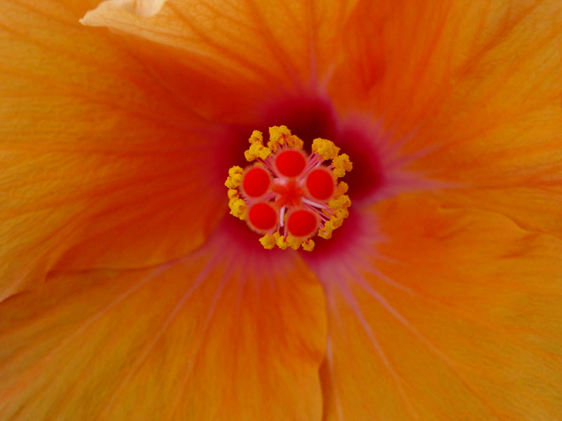 orange_hibiscus