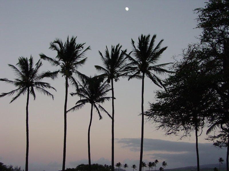 palm_trees_