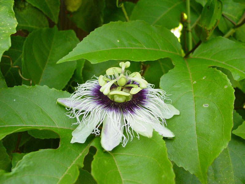 passion_fruit_flower