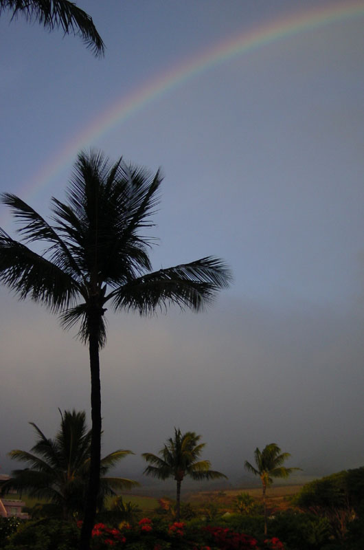 rainbow_palm_west_maui