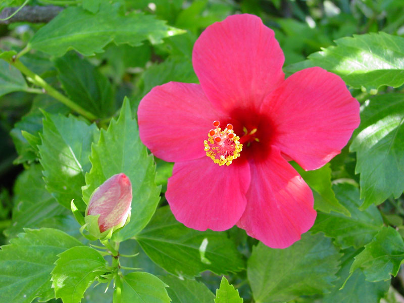 red_hibiscus