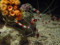 cleaner_shrimp