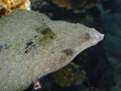 file_fish