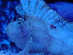 frog_fish