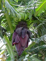 green_bananas