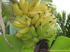 green_yellow_bananas