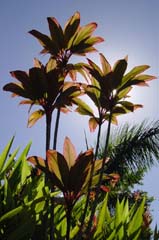 hana_flower_eclipse