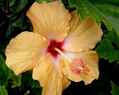 hibiscus