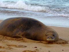 kaanapali_monk_seal