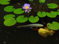 koi_lillipads