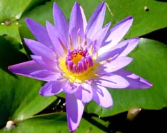 lilly2_10x8e