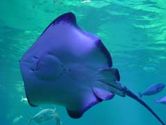 manta_ray