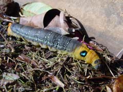 maui_catapillar