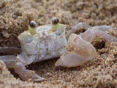 maui_sand_crab