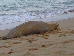 monk_seal
