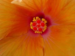 orange_hibiscus