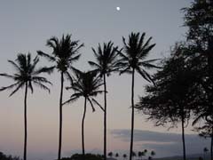palm_trees_