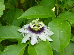 passion_fruit_flower
