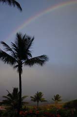 rainbow_palm_west_maui