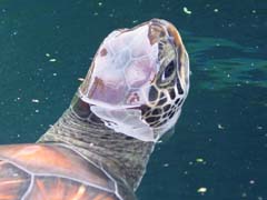 turtle_head