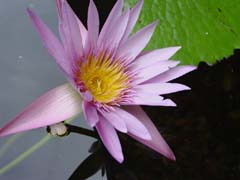 water_lilly